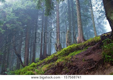 Pine trees in the forest in the Carpathian mountains. Foggy fall morning