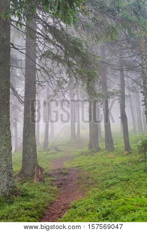 Hiking trail through the misty pine forest