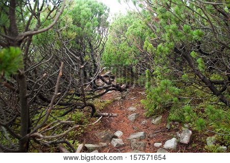 Path through creeping pine in the mountains