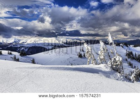 Snowy pine trees in carpathian mountains in winter