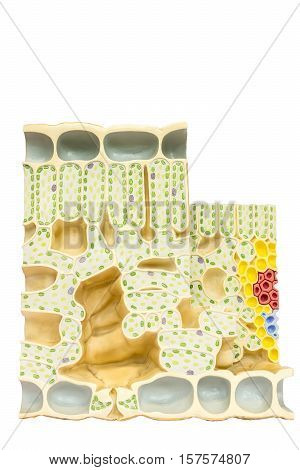 Model leaf with plant cells chloroplasts chlorophyll isolated on white background