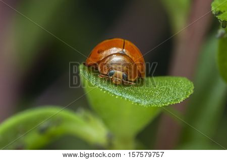 An orange and black ladybug on a leaf