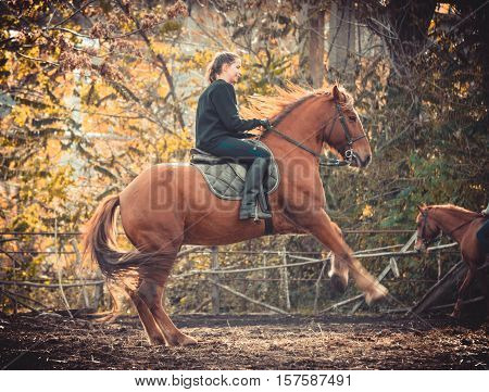Young beautiful brunette girl rides a horse on a warm and sunny autumn day. Portrait of a pretty young woman on the horse, wearing tall boots and gloves.
