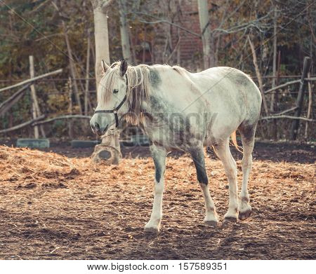 Beautiful white horse in the walking open-air cage, nice sunny day. Horse walks on a pasture.