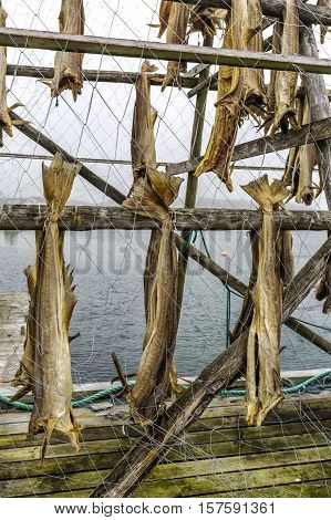 Rack full of dried codfish in Northern Norway.