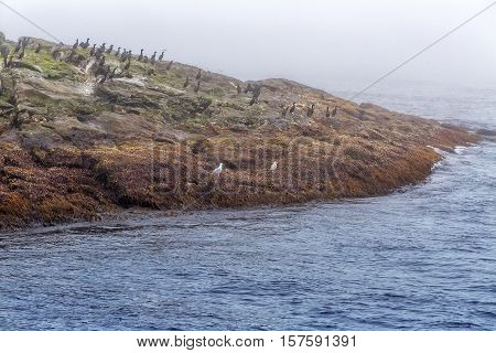 Majestic Sea And  Flocks Of Birds Sitting On Rocks In Heavy Fog.