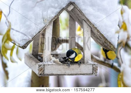 small bird on feedbox close up
