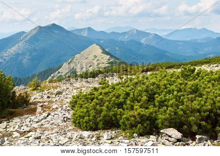 Carpathian mountains in autumn. Stone field among creeping pine. Cloudy sunny day