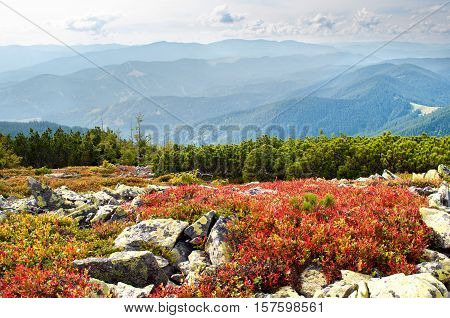 The Carpathian mountains. Red bilberry bushes among stones and creeping pine on the hill