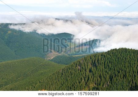 Clouds in the mountains covering pine forest