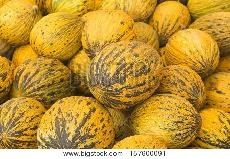 View close-up Turkish melons. Delicious Turkish melon. Many melons. Summer tray market agriculture farm full of organic melons. It can be used as background.