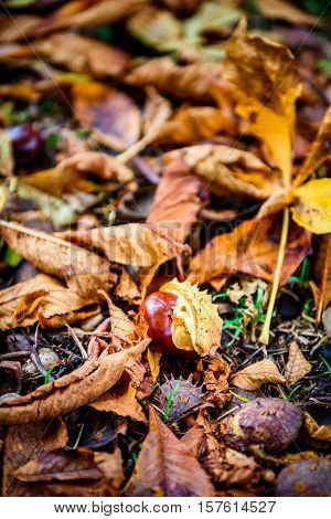Horse Chestnut - Aesculus Hippocastanum On Forest Floor With Leaves.
