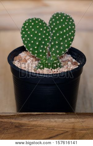 The cactus in pot on wooden box