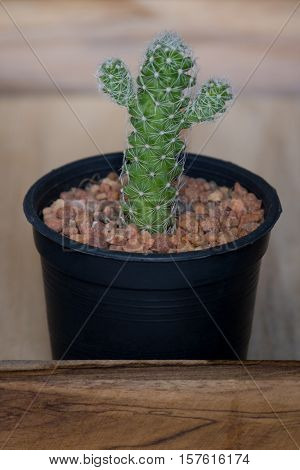 The cactus in pot on wooden box