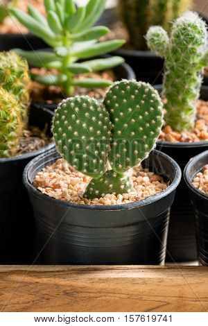 The cactus in pot on wooden box