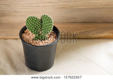 The cactus in pot with wooden background
