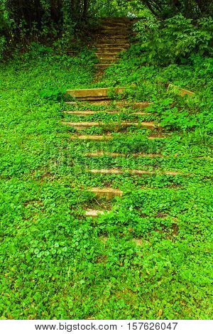 the old stairs rising up in green forest