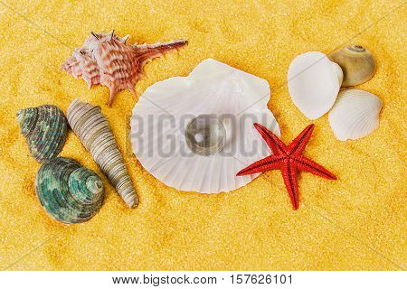 shell with pearl and red starfish lying on the sand