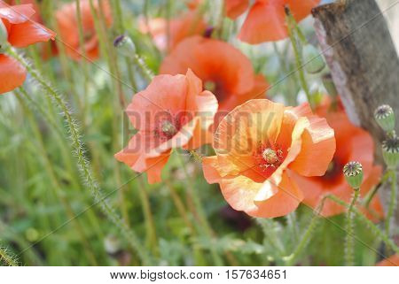 Few flowers played such an important role in religion, mythology, politics, and medicine as the Poppy. Often found growing along roadside ditches and other humble places, these flowers have enchanted poets and helped doctors treat their patients for centu
