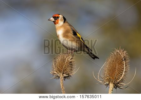 Wild Goldfinch (CArduelis Carduelis) perched on isolated teasle
