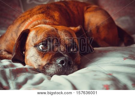 Cute Dog laid on Bed looking to the right