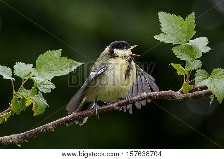 Juvenile Great Tit (Parus Major) on Branch