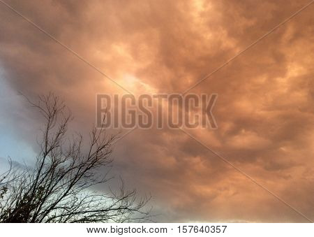 Gathering of clouds with a silhouette blackened tree branches  during a monsoon dust storm at sunset in Arizona