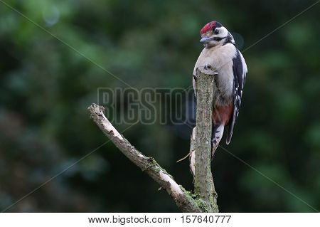 Greater Spotted Woodpecker (Dendrocopos Major) on perch