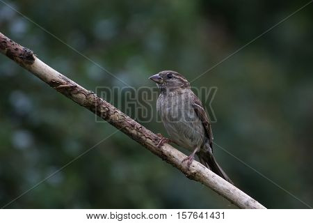 House Sparrow (Passer Domesticus) on Branch facing left