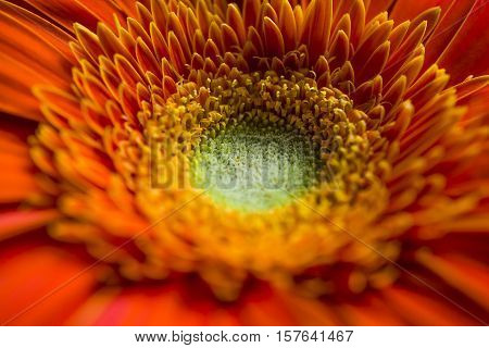 Beautiful orange gerbera close up in light