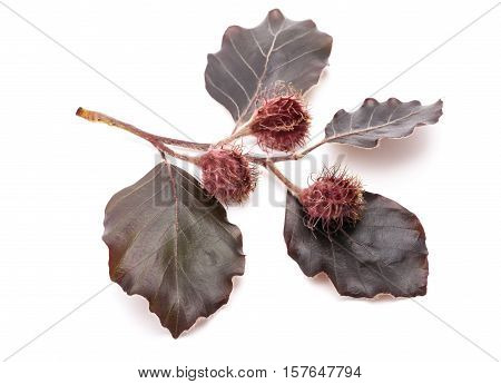 Red Beech Branch