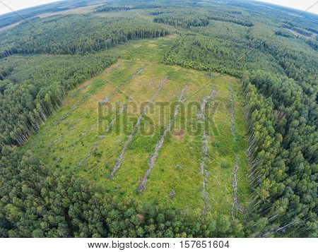 Old plots, where they cut down the forest. Where lost mushroom pickers. The picture was taken during a search for a lost mushroom picker.