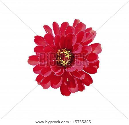 Bright red flower zinnia isolated on white background
