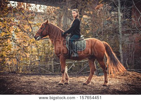 Young beautiful brunette girl rides a horse on a warm and sunny autumn day. Portrait of a pretty young woman on the horse, wearing tall boots and gloves.