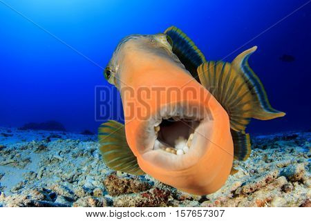 Triggerfish fish