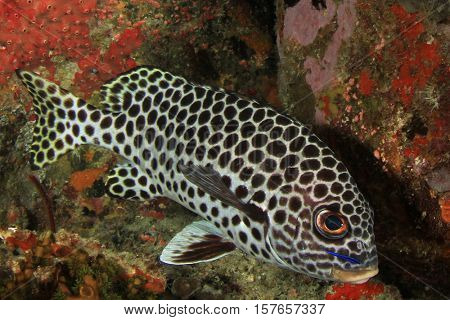 Andaman Sweetlips fish