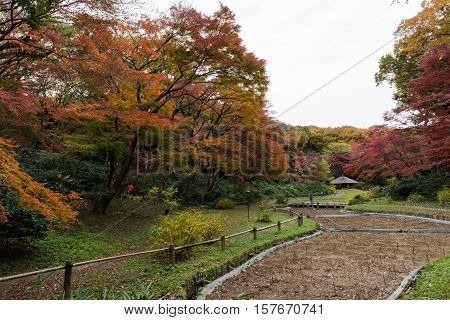 Meiji Jingu Gyoen or the Inner Gardens at Meiji Jingu located in Shibuya, Tokyo, Japan