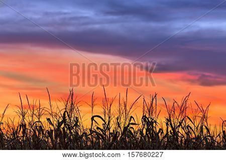 A cornfield is silhouetted by an amazing colorful sunset sky in autumn.