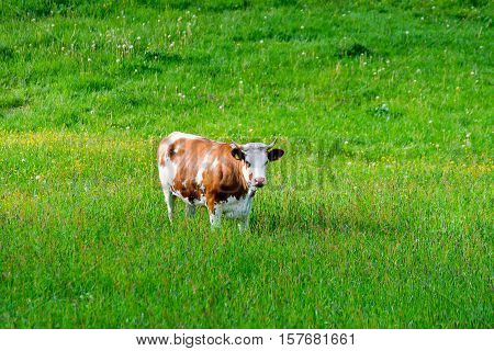 The alone big brown and white Cow