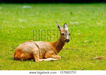 The alone Deer at the Grass near the Wood 1