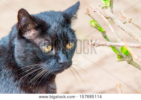 The angry black Cat in the Village