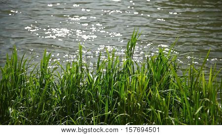 Glare on the river and green grass sun