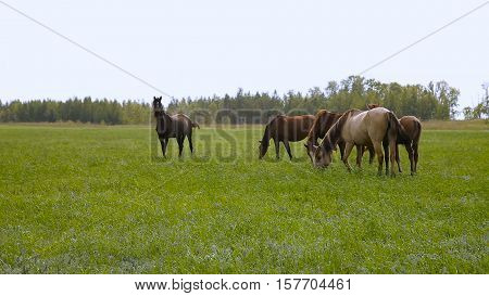 Horses on spring summer green pasture sky