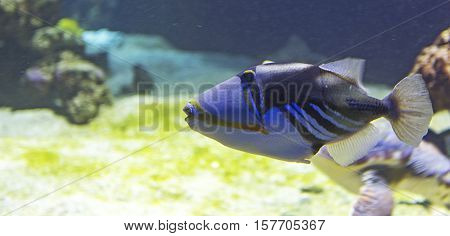 fish Picasso Triggerfish close topicture in sea