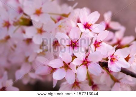 Close up of cherry blossoms in bloom