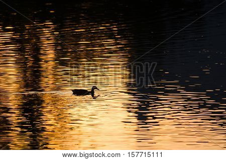 Silhouette of Duck Swimming in a Golden Pond as the Sun Sets