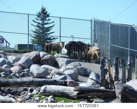 Three takin, also called cattle chamois or gnu goat, is a goat-antelope that found overseas.