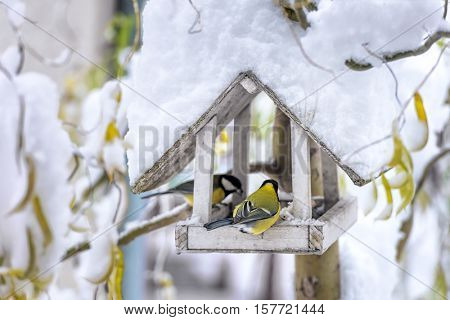 small bird on feedbox close up