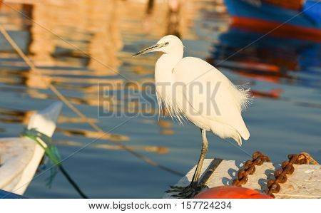 The Great Egret ( Ardea alba ). White heron standing on a boat in marina.