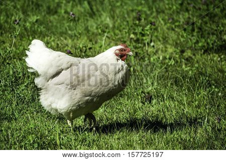 A White Rock hen walking along eating in a field of grass and clover.
